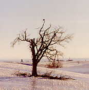 Great Snowy Owl